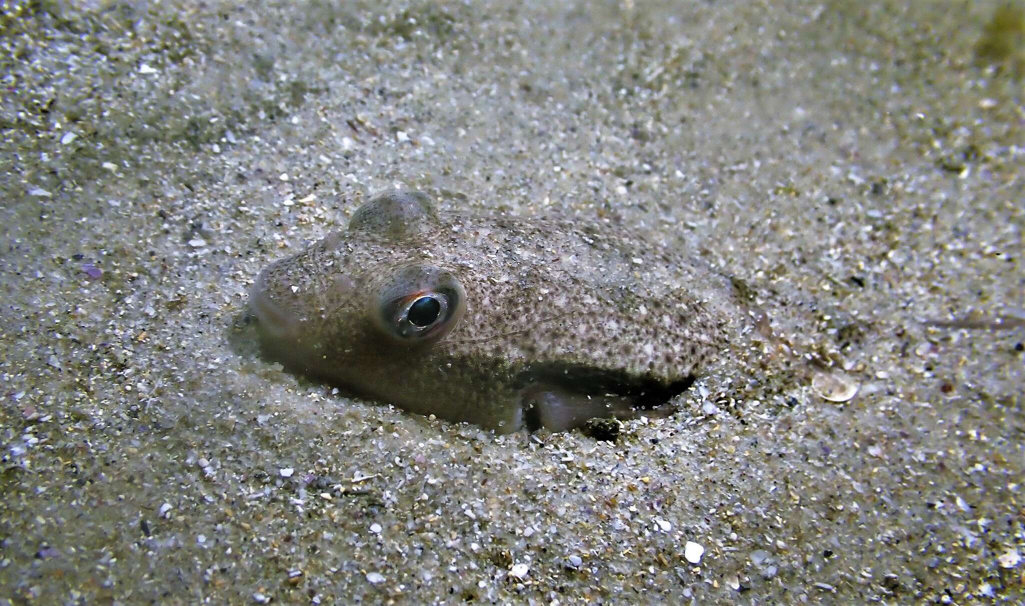 Image of Brush-tail toadfish