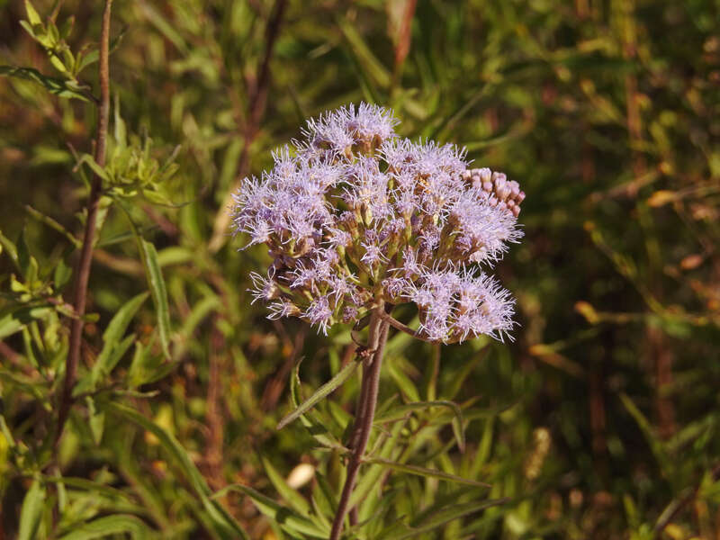 Image of Chromolaena arnottiana (Griseb.) R. King & H. Rob.