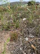 Image of Moraea viscaria (L. fil.) Ker Gawl.