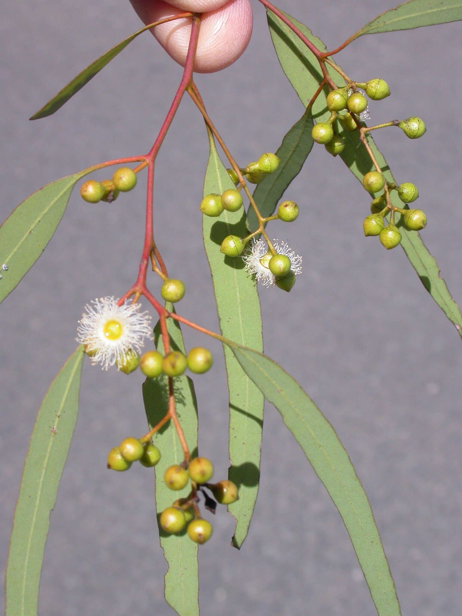 Image of Eucalyptus cullenii Cambage