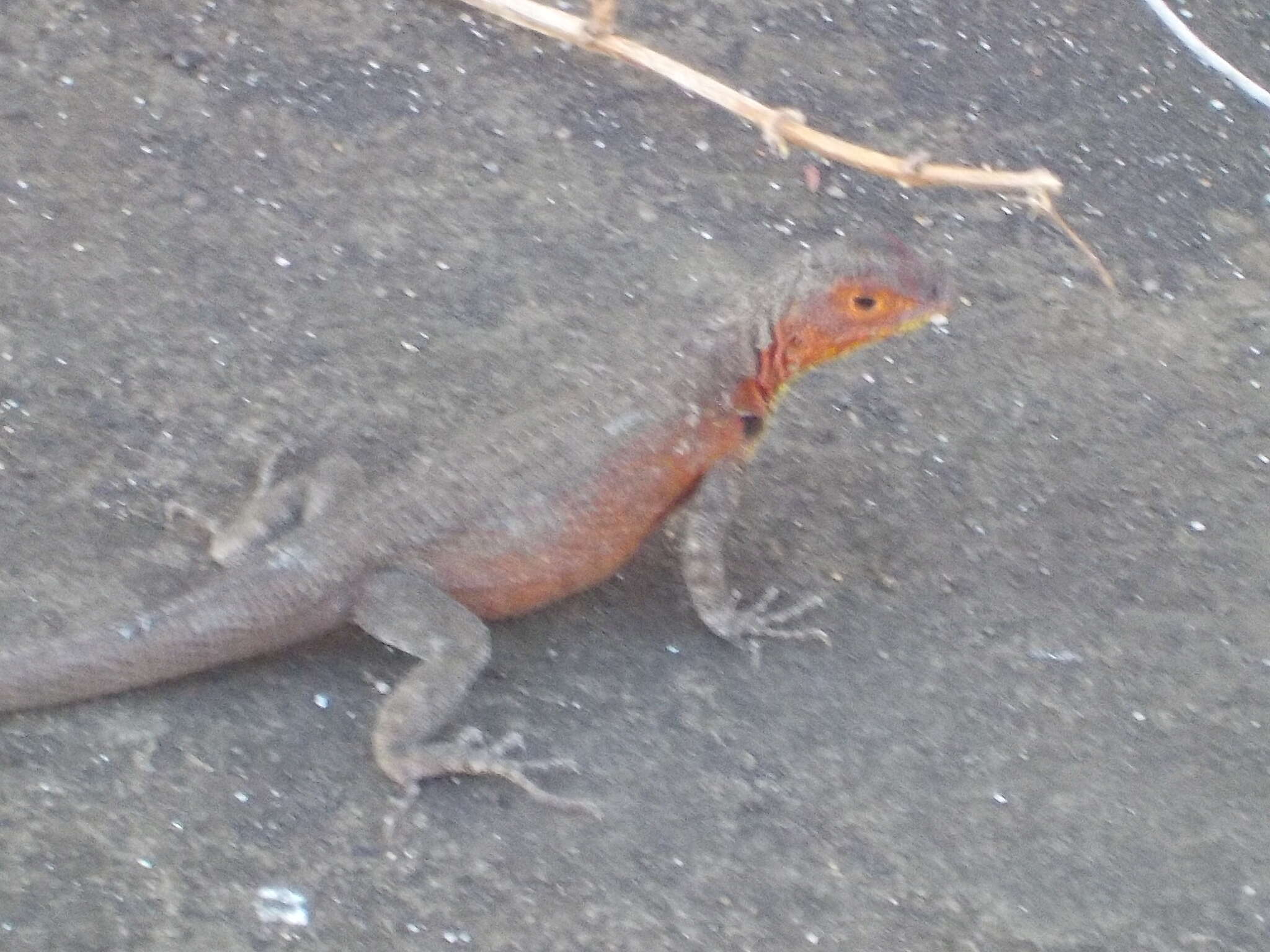 Image of Galapagos Lava Lizard