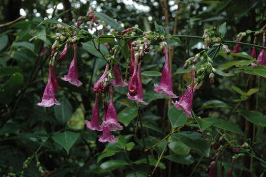 Image of Strobilanthes hamiltoniana (Steudel) J. Bosser & H. Heine