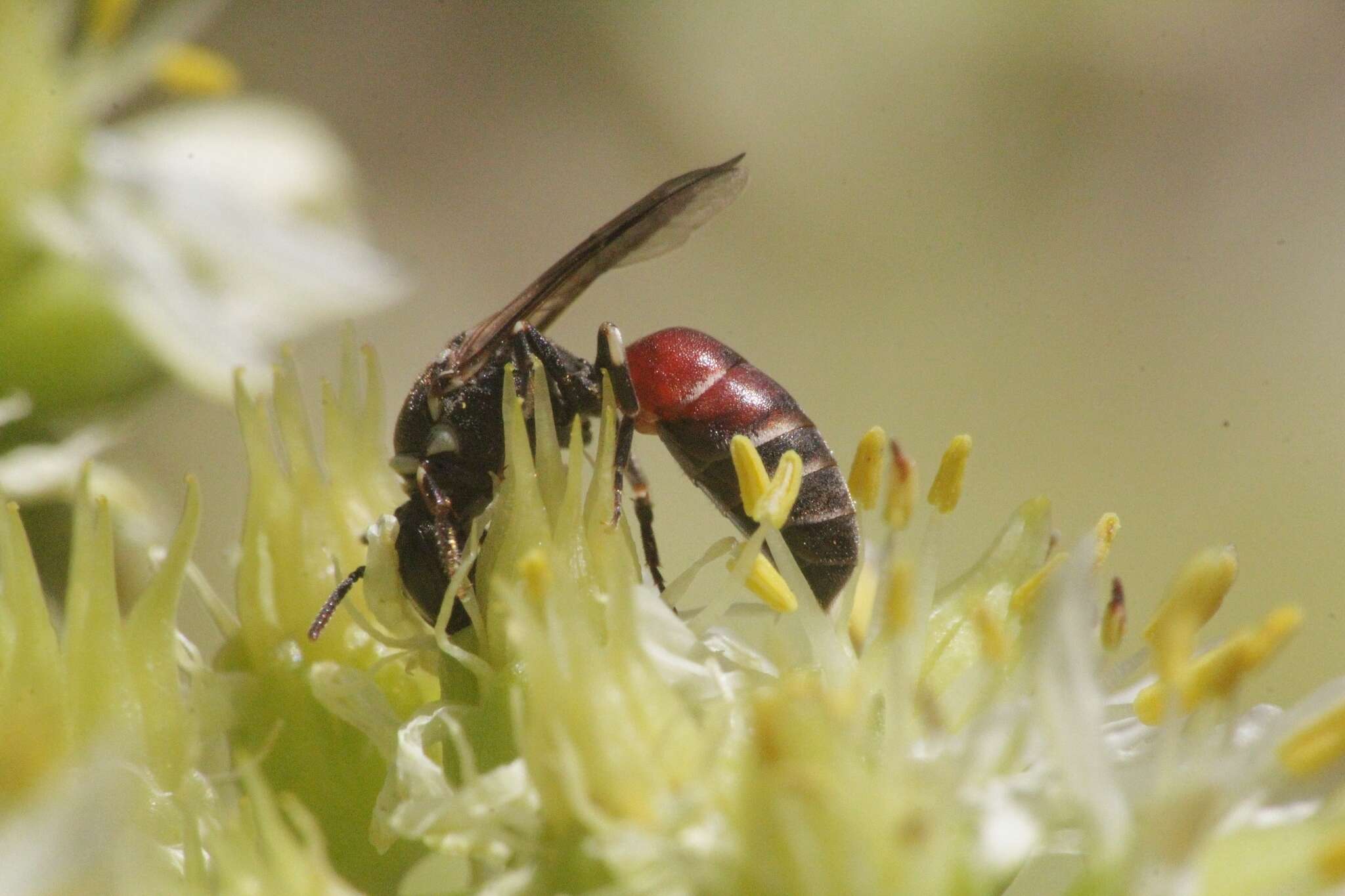 Image of Hylaeus meridionalis Förster 1871