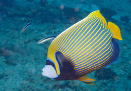 Image of Angelfish