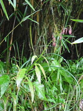 Image of Paraprenanthes melanantha (Franch.) Ze H. Wang