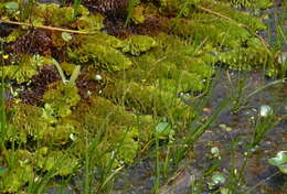 Image of Salvinia cucullata Roxb. ex Bory