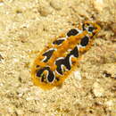 Image de Phyllidia undula