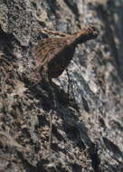 Image of Asian Gliding Lizard