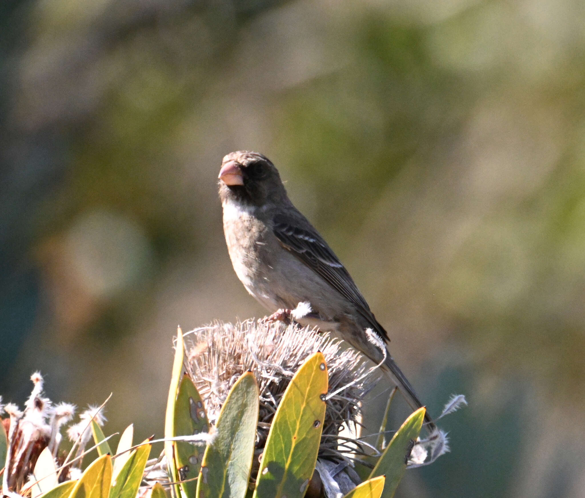 Image of Protea Canary