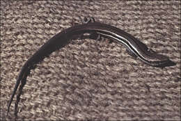 Image of Bold-striped Cool-skink