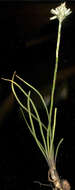 Image of Aloe minima Baker