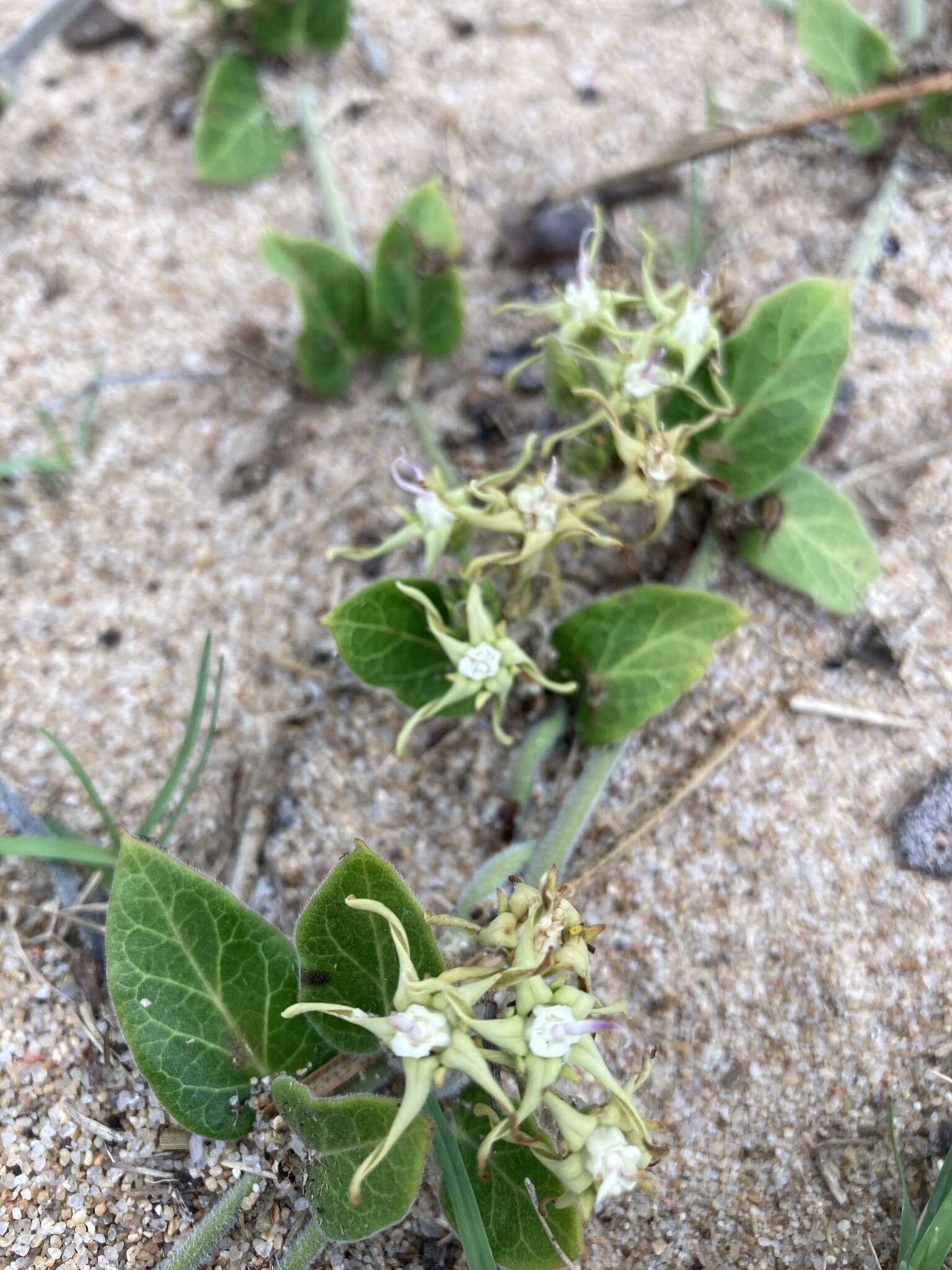 Image de Oxypetalum tomentosum Wight ex Hook. & Arn.