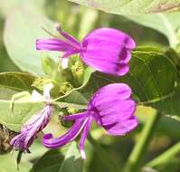 Plancia ëd Hypoestes purpurea (L.) R. Br.