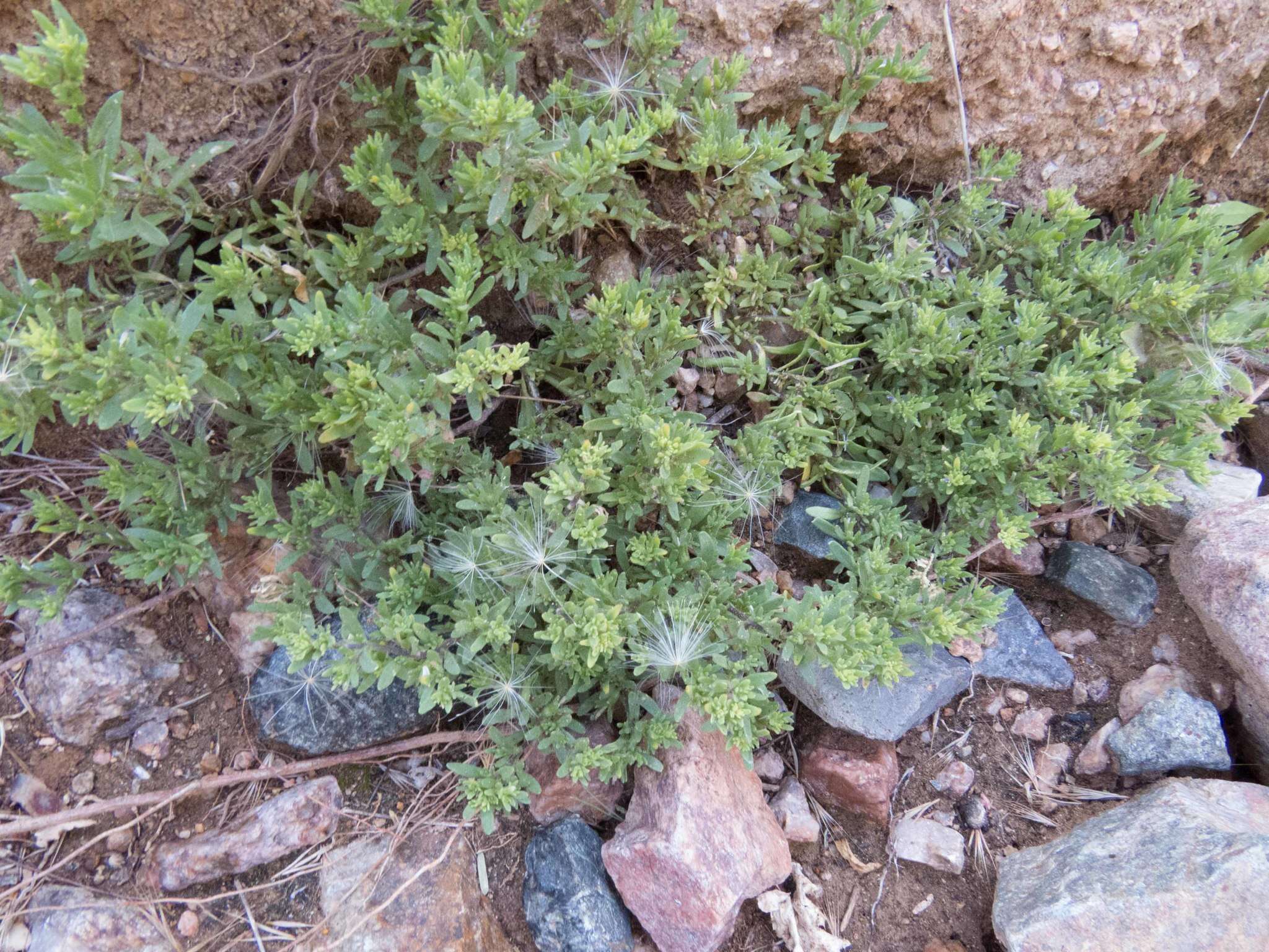 Image of seaside petunia