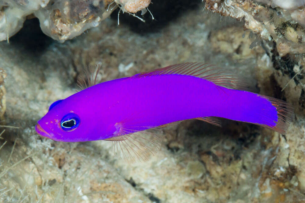 Image of Pseudochromis porphyreus