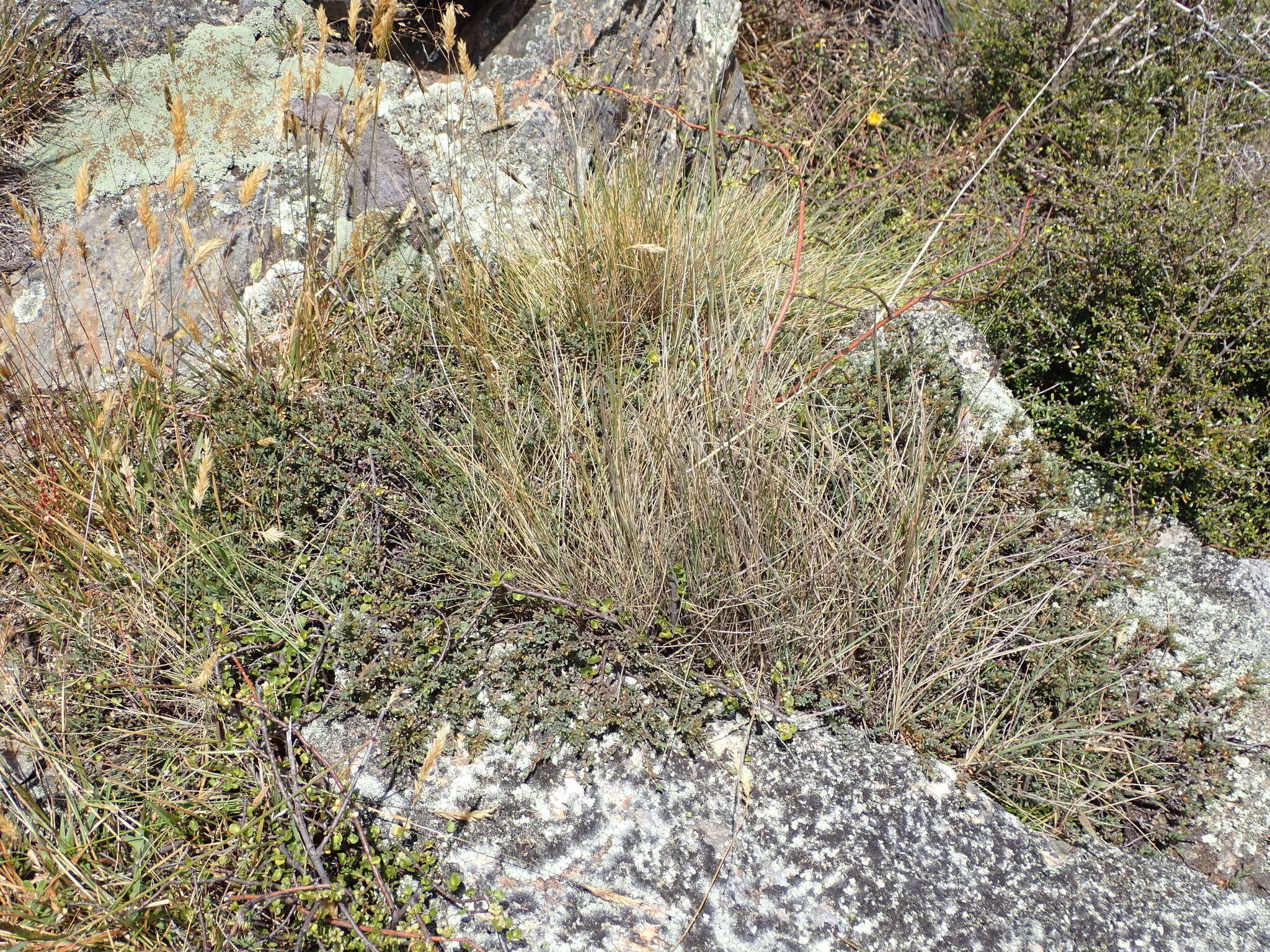 Image of Pimelea oreophila subsp. lepta C. J. Burrows