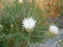 Image de Ptilostemon gnaphaloides subsp. pseudofruticosus (Pamp.) W. Greuter