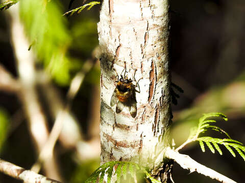 Image de Criorhina bubulcus (Walker 1849)