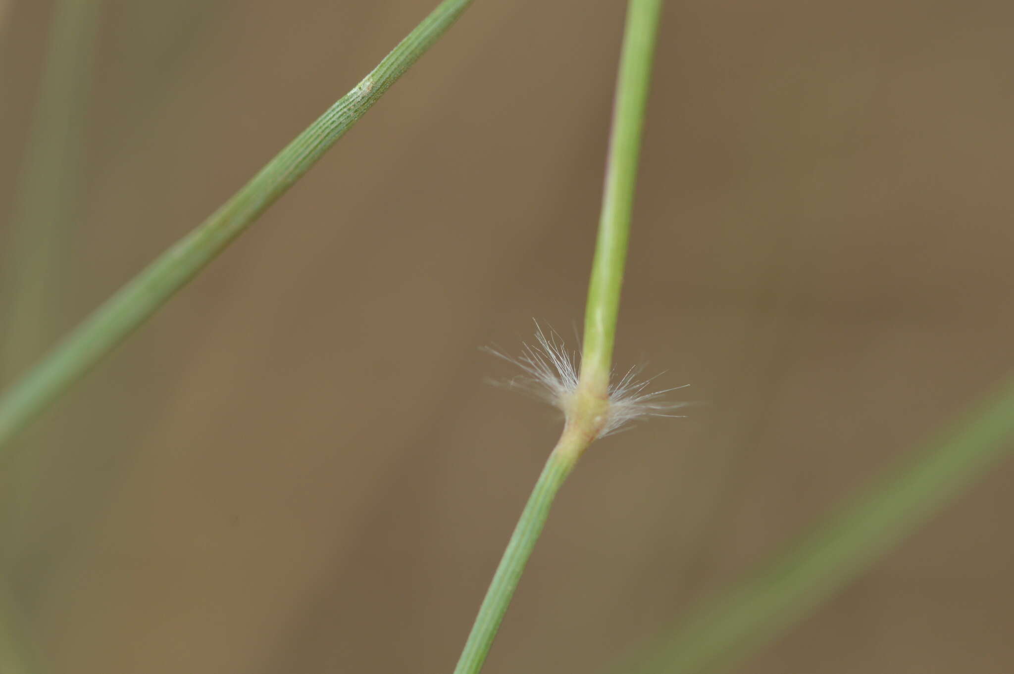 Image of curly-mesquite