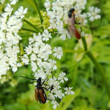 Слика од Paracorymbia maculicornis (Degeer 1775)