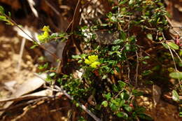 Image of Hibbertia aspera subsp. aspera