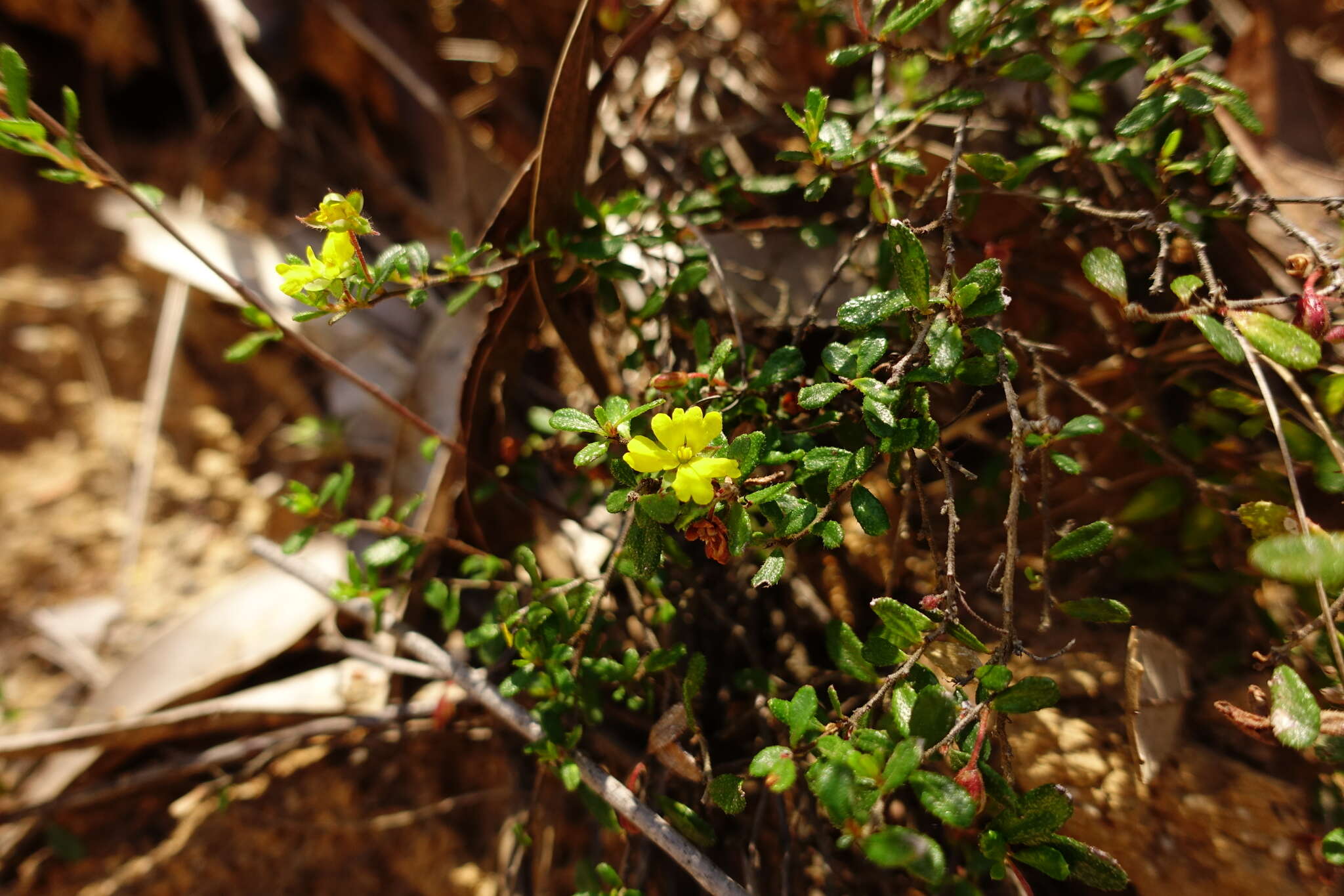 Image of Hibbertia aspera subsp. aspera