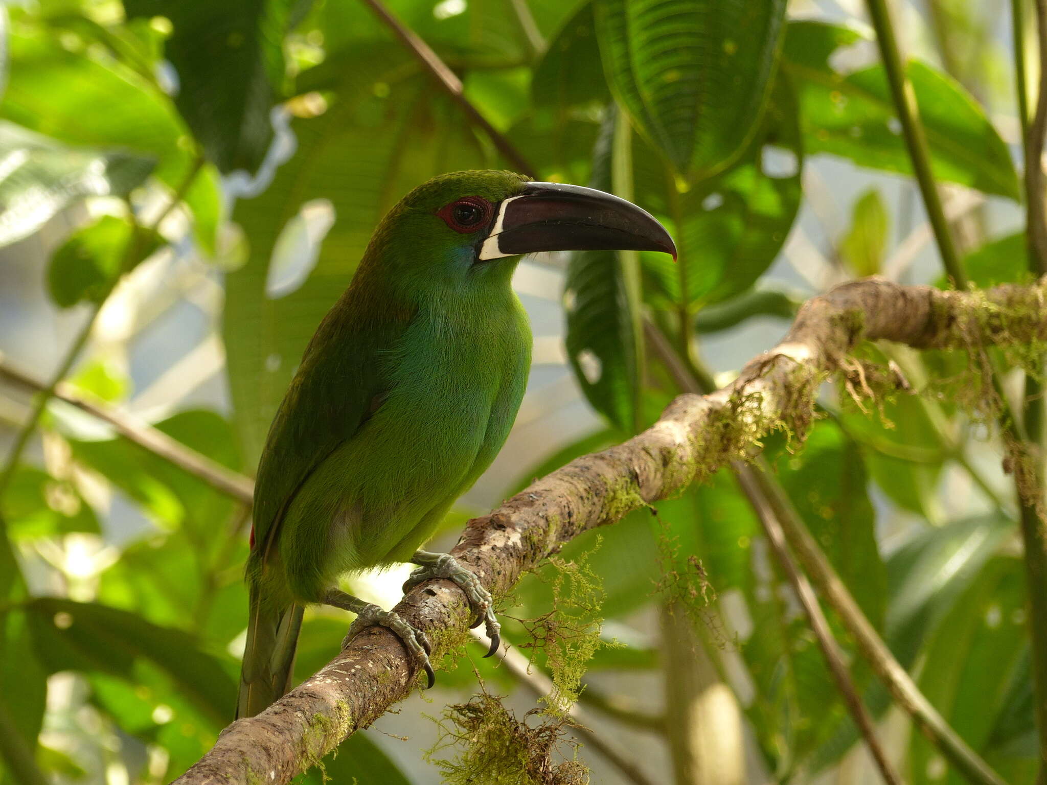 Image of Crimson-rumped Toucanet