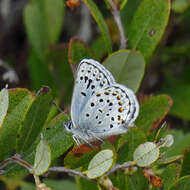 Image of <i>Plebejus idas empetri</i> T. Freeman 1938