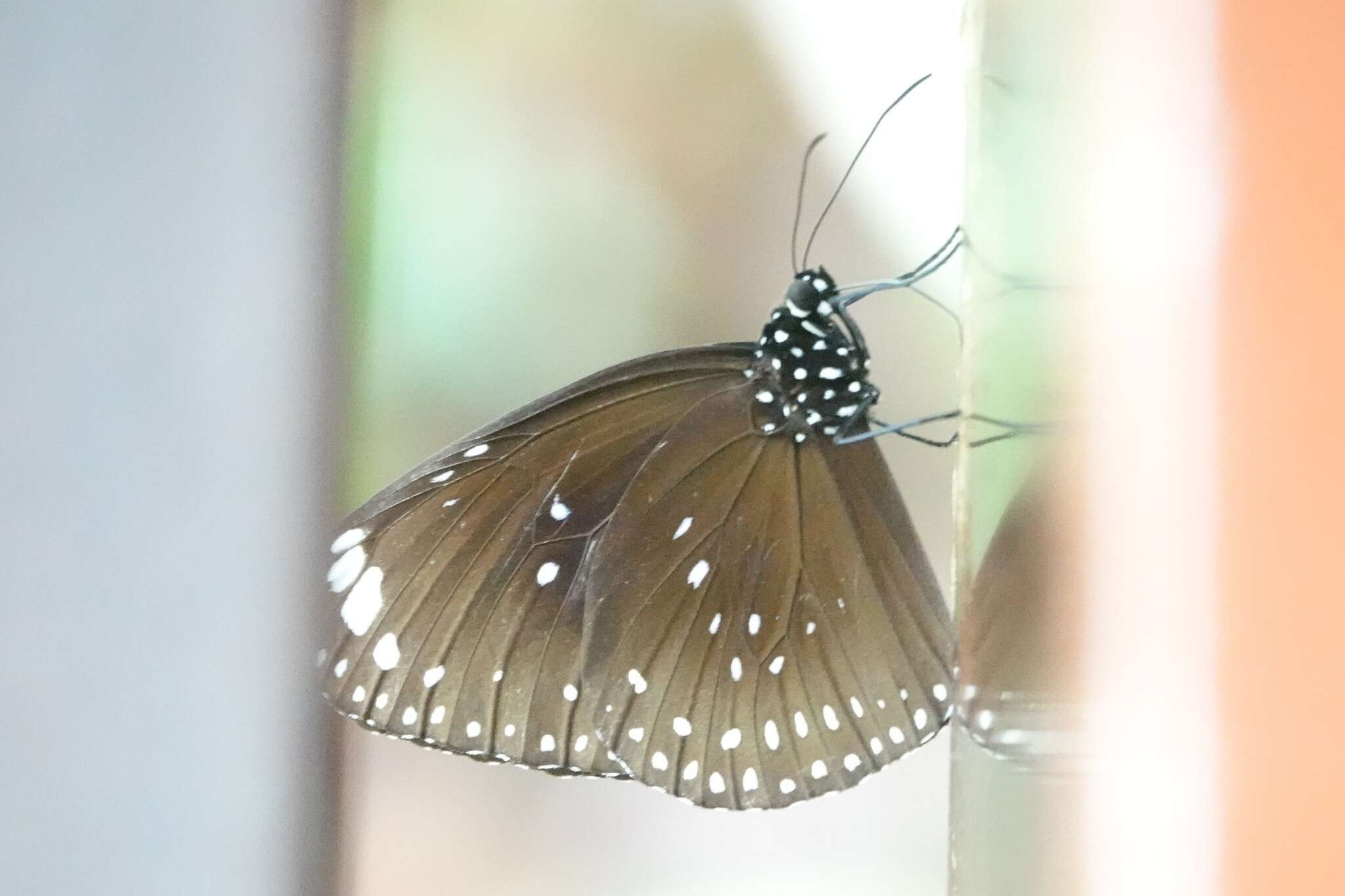 Image of Euploea midamus singapura (Moore 1883)