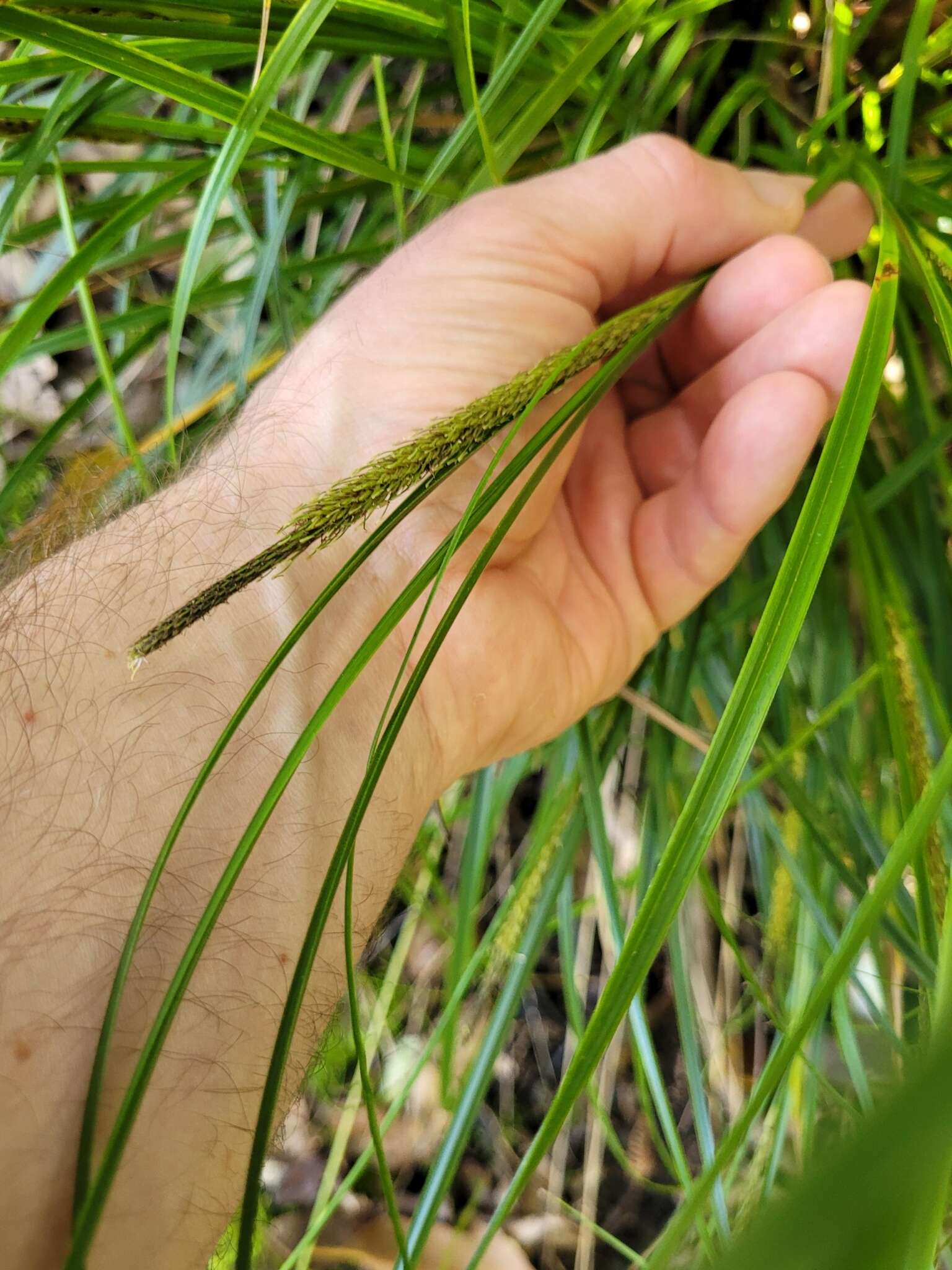 Image of Carex corynoidea K. A. Ford