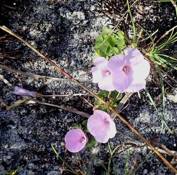 Image of Oxalis commutata Sond.