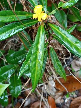 Imagem de Turnera glaziovii Urb.