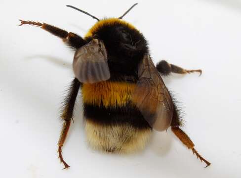 Image of Bombus terrestris dalmatinus Dalla Torre 1882