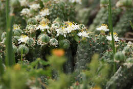 Image of Euphorbia inermis Mill.