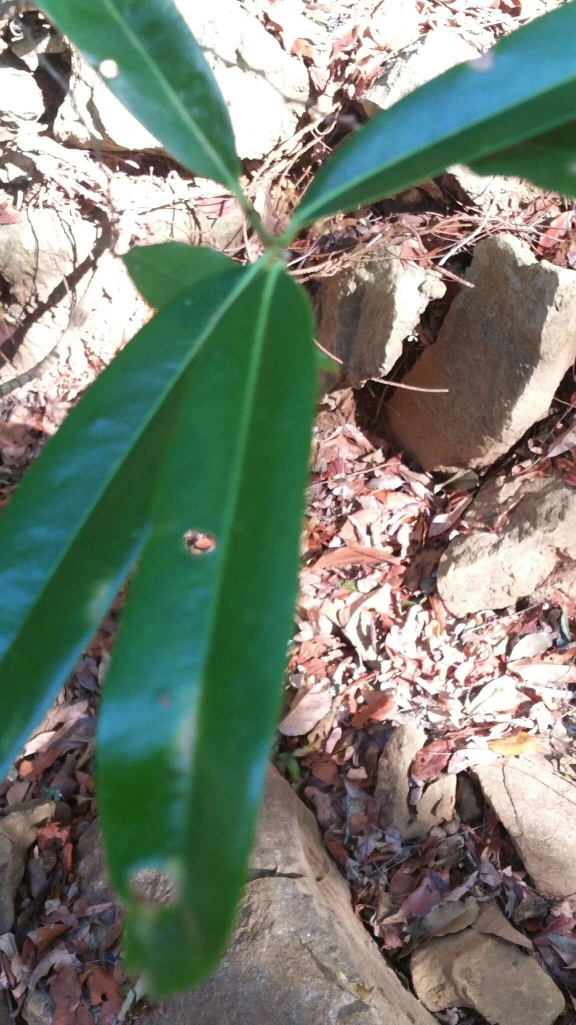 Image de Cinnamosma fragrans Baill.