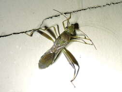 Image of Texas Bow-legged Bug