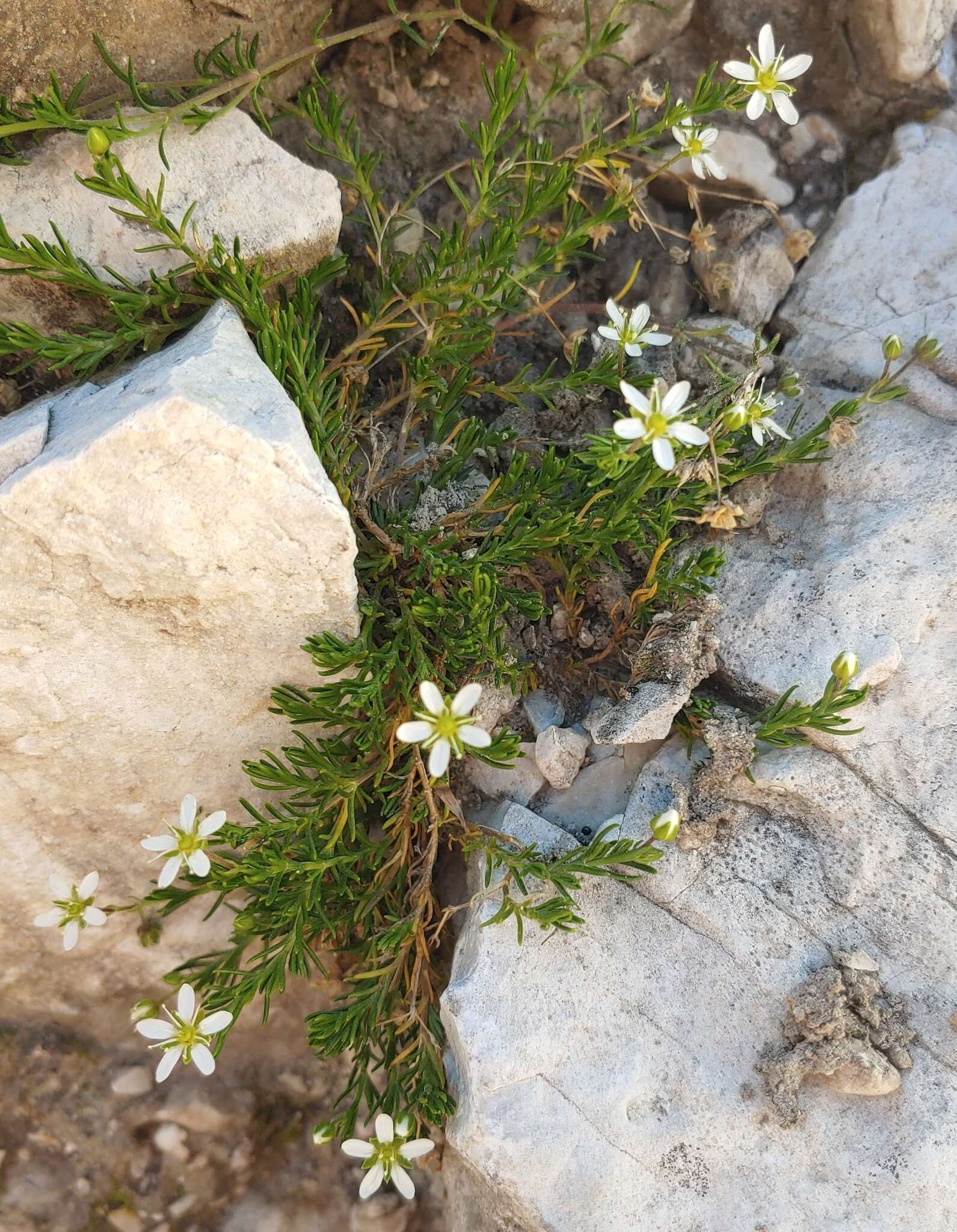 Plancia ëd Moehringia ciliata (Scop.) Dalla Torre