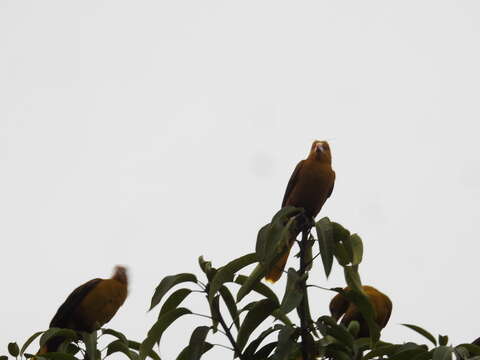 Image of Green Oropendola