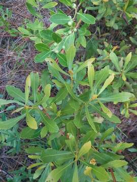 Image of wax myrtle