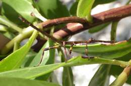 Image of Haplopus scabricollis (Gray & G. R. 1835)