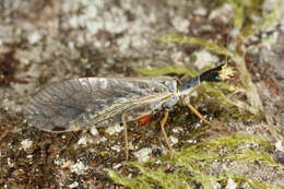 Image de Ornatoraphidia flavilabris (A. Costa 1855)