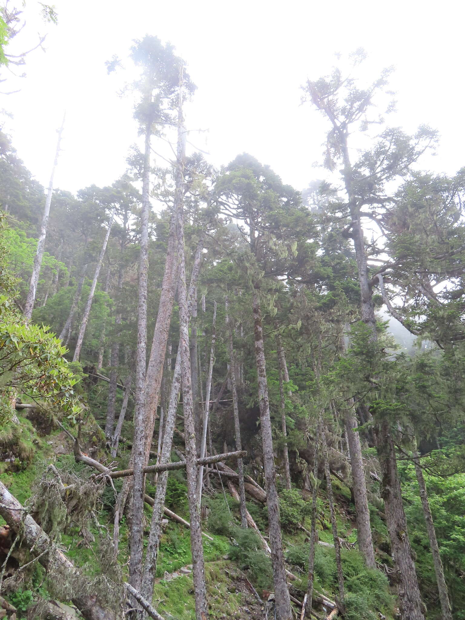 Image of Taiwan Fir