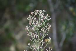 Image of pink cudweed