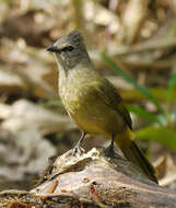 Image of Flavescent Bulbul