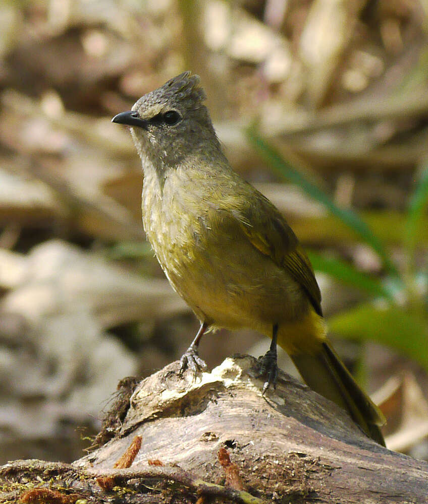 Image of Flavescent Bulbul