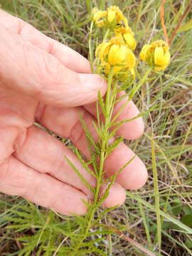 Image of dogfennel