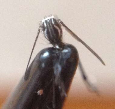 Image of Dengue fever mosquito