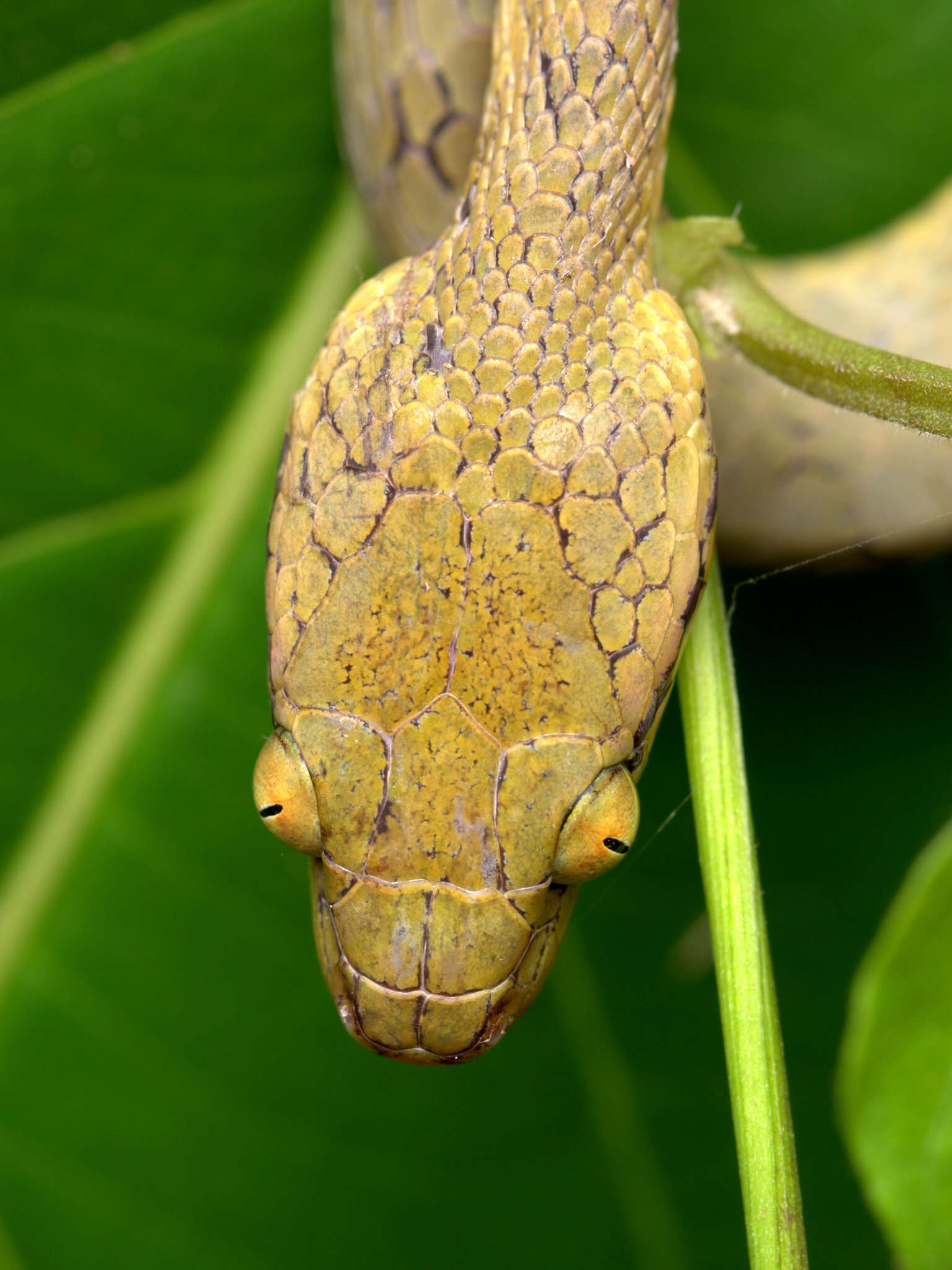 Image of Yellow-green Cat Snake