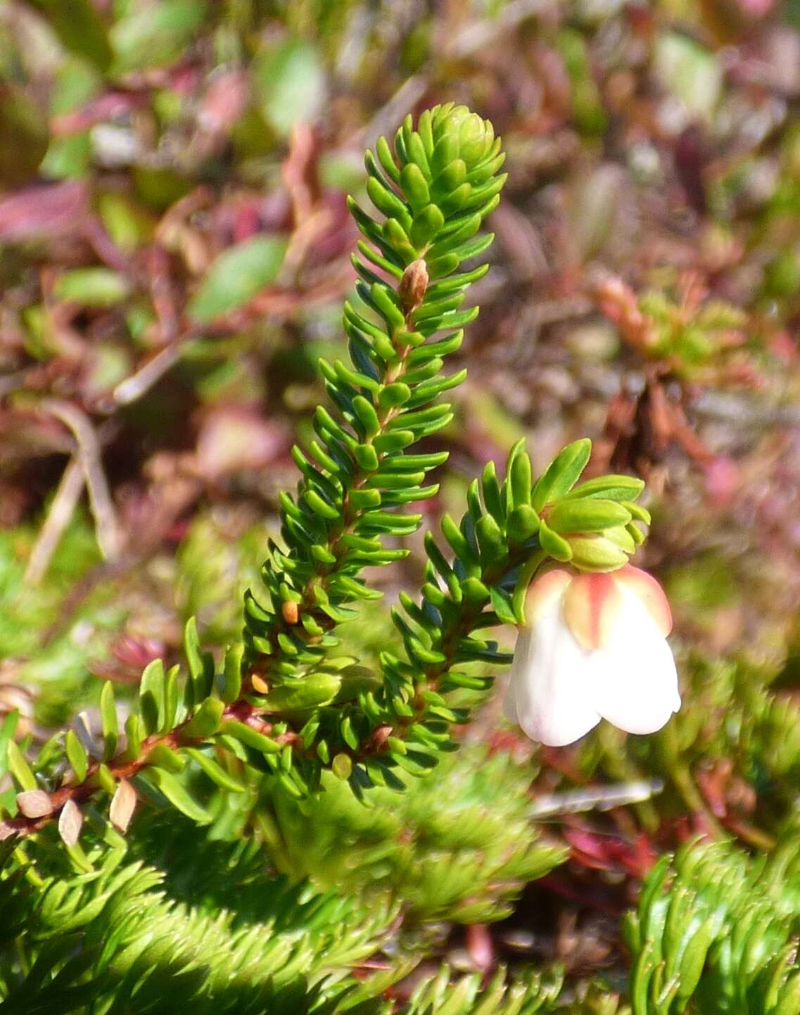 Imagem de Harrimanella stelleriana (Pall.) Coville