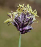 Imagem de Sesleria caerulea (L.) Ard.